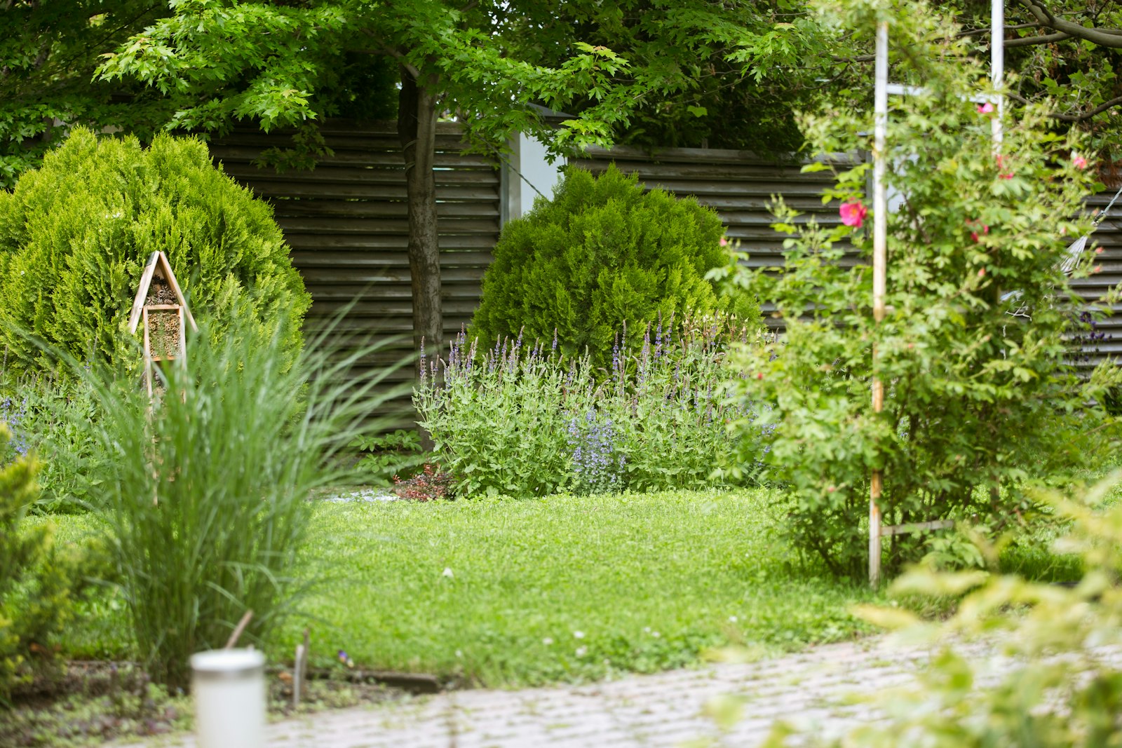 A garden with ornamental grasses, shrubs and a stone path
